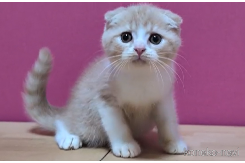 成約済の東京都のスコティッシュフォールド(折れ耳)-93189の4枚目